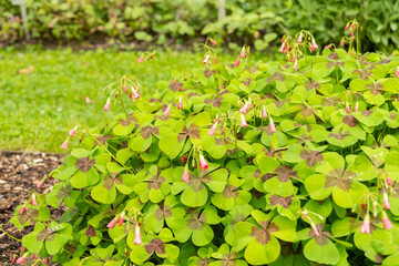 Lucky clover or Oxalis Tetraphylla plant in Saint Gallen in Switzerland
