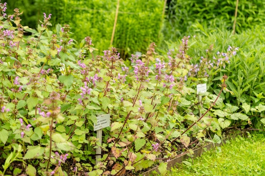 Spotted henbit or Lamium Maculatum plant in Saint Gallen in Switzerland