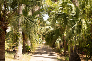 A path lined with palm trees