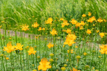 Asian globeflower or Trollius Asiaticus plant in Saint Gallen in Switzerland