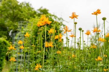 Asian globeflower or Trollius Asiaticus plant in Saint Gallen in Switzerland