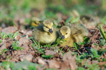 Newborn goslings in the springtime