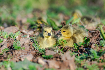 Newborn goslings in the springtime