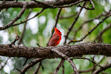 The northern cardinal (Cardinalis cardinalis), known colloquially as the common cardinal, red cardinal, or just cardinal, is a bird in the genus Cardinalis