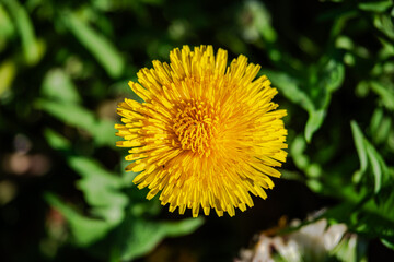 Dandelions in the meadow sunny springtime day 