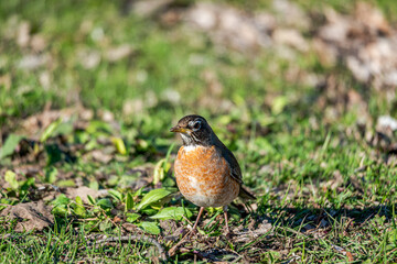Robin on grass by the river 