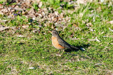 Robin on grass by the river 