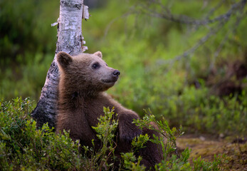 European brown bear (Ursus arctos) in summer © STUEDAL