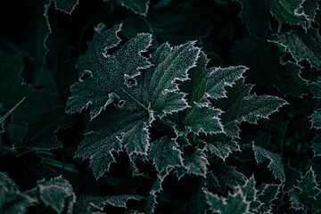 Frozen  © Piotrek
