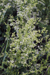 Galium grows in nature