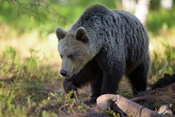 Fototapeta premium European brown bear (Ursus arctos) in summer