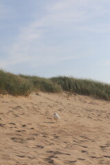 seagull on the beach