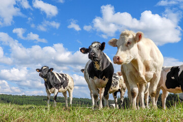 groupe génisse pré paturage