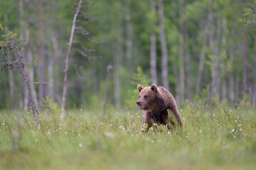 European brown bear (Ursus arctos) in summer