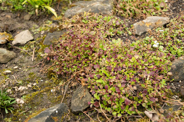 Chickweed baby breath or Gypsophila Cerastioides plant in Saint Gallen in Switzerland