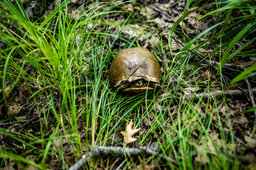 Turtle in the grass 