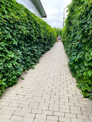 Visitors are guided by a charming brick walkway to a home surrounded by a green hedge, creating an enchanting entrance. The lush greenery enhances the beauty of the residence