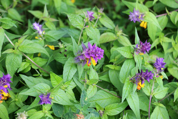 In spring, melampyrum nemorosum blooms in the forest