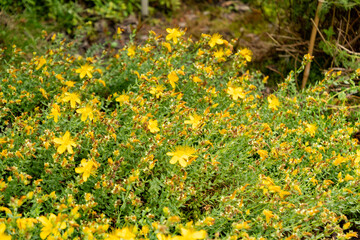 Obraz premium Mount olympus St Johns wort or Hypericum Olympicum plant in Saint Gallen in Switzerland