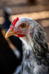 close up of a chicken