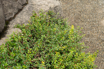 Creeping cotoneaster or Cotoneaster Adpressus plant in Saint Gallen in Switzerland