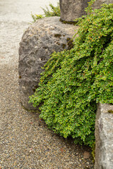 Creeping cotoneaster or Cotoneaster Adpressus plant in Saint Gallen in Switzerland