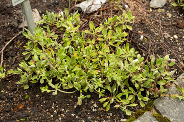 Fototapeta premium Eriogonum Flavum plant in Saint Gallen in Switzerland