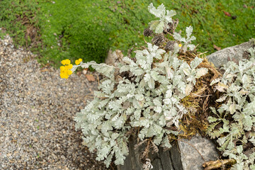Tanacetum Haradjanii plant in Saint Gallen in Switzerland