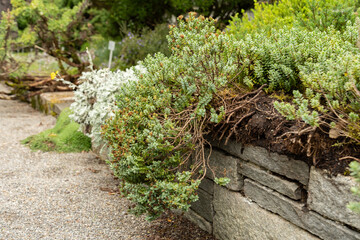 Disc leaved hebe or Hebe Pinguifolia plant in Saint Gallen in Switzerland
