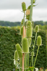 Dipsacus Sativus plant in Saint Gallen in Switzerland