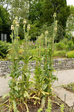 Dipsacus Sativus plant in Saint Gallen in Switzerland