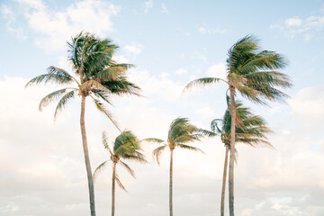palm trees on blue sky