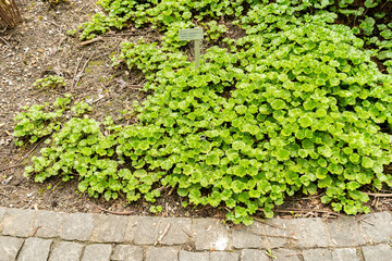 Gunnera Magellanica plant in Saint Gallen in Switzerland