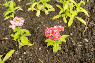 Annual phlox or Phlox Drummondii plant in Saint Gallen in Switzerland