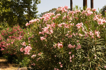 A cluster of pink oleander blossoms in full bloom