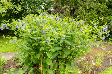 Prickly comfrey or Symphytum Asperum plant in Saint Gallen in Switzerland