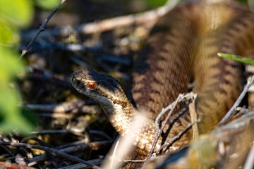 Head of a common European adder, Vipera berus