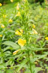 Oenothera Erythrosepala plant in Saint Gallen in Switzerland