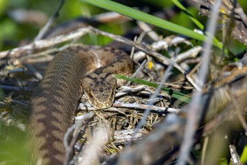 Head of a common European adder, Vipera berus