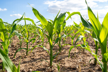 Corn plants in the farm field in summer 