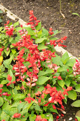 Scarlet sage or Salvia Splendens plant in Saint Gallen in Switzerland