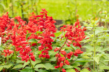 Scarlet sage or Salvia Splendens plant in Saint Gallen in Switzerland