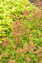 Acaena Fissistipula plant in Saint Gallen in Switzerland