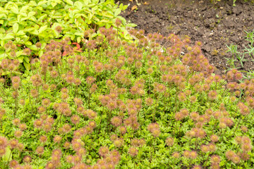 Acaena Fissistipula plant in Saint Gallen in Switzerland