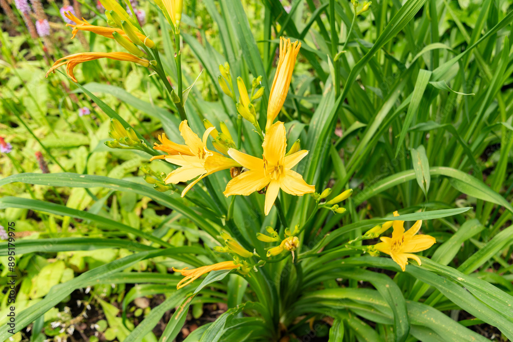 Sticker Hemerocallis Dumortieri plant in Saint Gallen in Switzerland