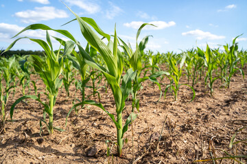Corn plants in the farm field in summer 