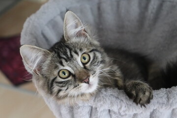 portrait of a cat with eyes