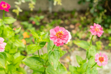 Zinnia Elegans plant in Saint Gallen in Switzerland