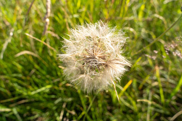 Dandelion in the grass in summer