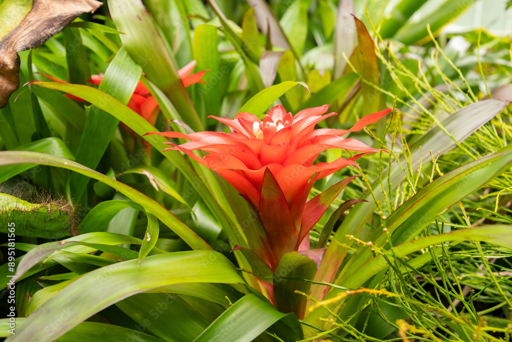 Wall mural scarlet star or guzmania lingulata plant in saint gallen in switzerland